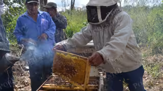 Bajas temperaturas retrasan cosecha de miel en Los Chenes; apicultores alertan afectaciones