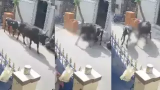 Todo quedó evidenciado en video. Foto: Especial