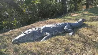 Realizan operativo para proteger a turistas y cocodrilos en la Laguna del Carpintero de Tampico