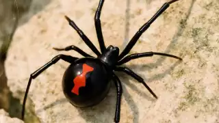 Formas de saber si hay una araña viuda negra dentro de mi casa en Yucatán