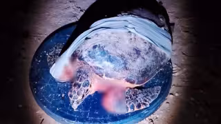 Tortuga carey resulta herida de gravedad tras brutal ataque de perros en Sisal