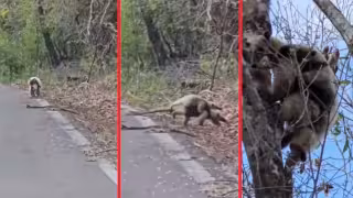 Con su bebé en la espalda: captan tierna escena de oso hormiguero en la selva de Calakmul