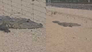 Video: captan a cocodrilo junto a las vías del Tren Maya en Chetumal