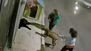 El video circula en redes sociales, donde vecinos temen por los lomitos callejeros