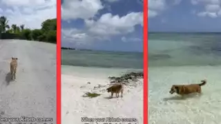 Este lomito se ganó el amor de todos en las redes sociales. Foto: Especial