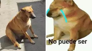 El Cheems mexicano ha sido bautizado como "El Chema" o "Cheemspe"