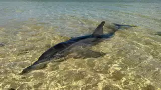 Cabe destacar que el delfín fue rescatado y trasladado a la estación de Dzilam de Bravo