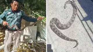 Una de las serpientes fue encontrada muerta en la vía pública