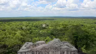 La inmensa selva tropical se invade de naturaleza, donde se escucha el sonido natural de las especies
