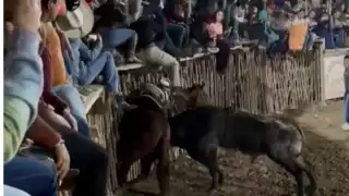 Después de que ocurrieran los hechos y falleciera el caballo, el toro fue arrastrado y lo regresaron a su camión