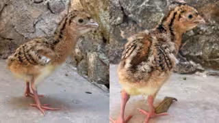Histórico: nace  un hocofaisán en el zoológico  La Reina de Tizimín