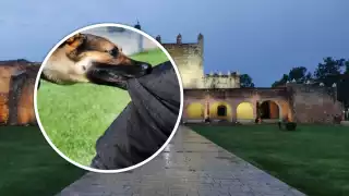 Perros atacan a una familia de Cancún afuera de un hotel en el Centro de Valladolid 