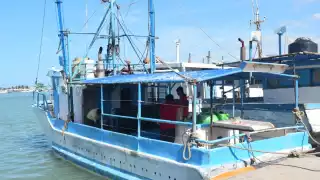 Los pescadores reciben un pago de 35 pesos por kilo, cuando en la temporada pasada lo vendían a sus patrones en 50 pesos
