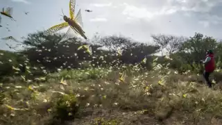 El presidente de aquel entonces dijo que le compraría a la gente sacos de langosta