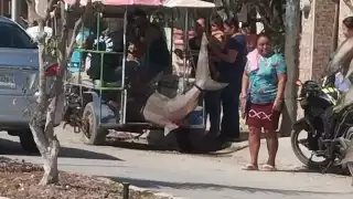 Video: Capturan tiburón de dos metros en la ría de Celestún, Yucatán