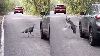¡Dueño del camino! Pavo ocelado sorprende a conductores en una carretera de Calakmul