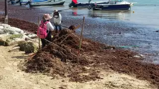 Convertiran el sargazo acomulado en Playa del Carmen en combustible