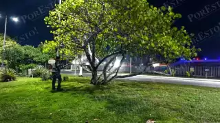 Activan fumigación en Playa Norte por plaga que amenaza a la uva de mar en Ciudad del Carmen