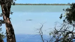 Alertan por presencia de lagartos en el estero de Sabancuy; piden no meterse al agua