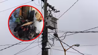 Choque de un zopilote contra cables provocó apagón en el Centro Histórico de Mérida