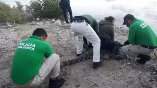 Agentes trasladaron al reptil a la Reserva Zona Cero para liberarlo