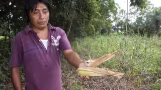 Cosecha de maíz tradicional en Tizimín, en peligro de desaparecer