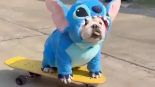 Bulldog inglés se hace viral por salir en con un disfraz de Stitch y una patineta