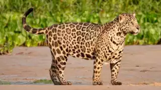 El reconocimiento de la fauna es un paso a su conservación en Campeche