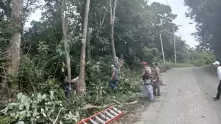 Protección Civil derriba árbol que amenazaba líneas de energía en colonia de Escárcega