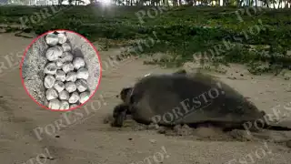 Récord en Laguna de Términos: reportan más de 4 mil nidos y 120 mil crías de tortuga en 2025
