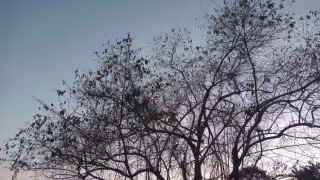 Así terminaron los árboles en el colegio