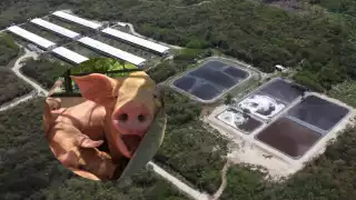 Al día se producen 4 mil cerdos en las granjas de Kekén
