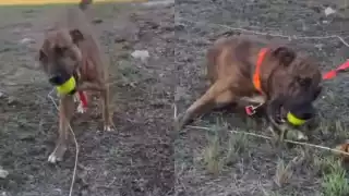 Del "robo" de un peluche a un nuevo hogar: adoptan al perrito de Plaza Las Américas en Mérida