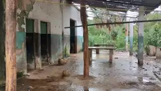 Los canes defecan y orinan en todo el espacio destinado al sacrificio de los animales