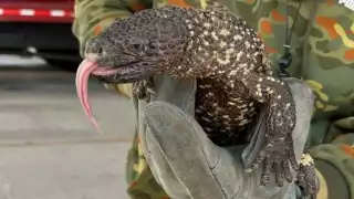 El reptil fue rescatado luego puesto en libertad