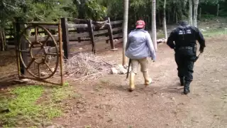 Ladrones se llevan 13 borregos de un rancho en la vía Tekax-Xaya