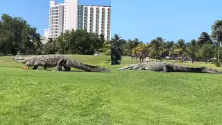¿Godzilla en Cancún? Captan en video a enorme cocodrilo recorriendo un campo de golf