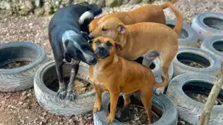 Mucha gente al rescatar un can de la calle, ignora los cuidados adecuados