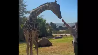 Luego de una gran expectativa, la Jirafa Benito por fin pudo conocer a su nueva manada en Africam Safari