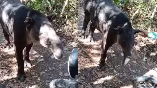 Tapir herido "pide ayuda" a brigadista comunitario en la Reserva de la Biosfera de Calakmul, Campeche