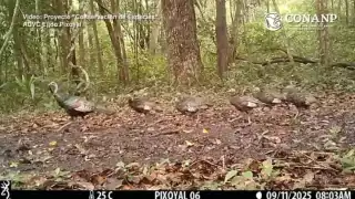 ¡Espectáculo natural! Numerosa familia de pavos ocelados aparece en la selva maya de Campeche