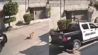 Separan de su cargo a policías de Chimalhuacán, Edomex, tras atropellar a un perro