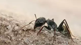 Antiguas creencias mayas aseguran que la presencia de estos bichos se relaciona al clima