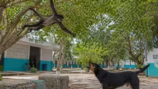 Mono araña sorprende en  preparatoria de Dzidzantún:  lo llaman "Cbetín"