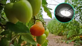 Podría aplicarse una cuarentena sobre los vegetales y hortalizas