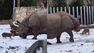 Video: Pequeño ciervo desafía a un rinoceronte en zoológico de Polonia y se vuelve viral