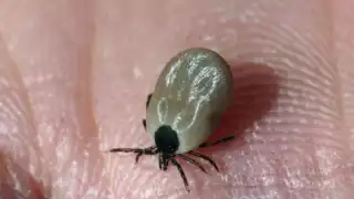 Detectan segundo caso de rickettsiosis en Yucatán