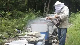 El principal problema de los afectados es que los apiarios que están menos de 3 kilómetros de los criaderos de cerdos no podrán ser certificados