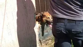 Rescatan a perrita atrapada en una reja en Chetumal