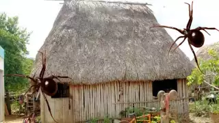 En José María Morelos alertan sobre el aumento de arañas debido a la temporada invernal